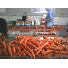 Китайская свежая красная морковь